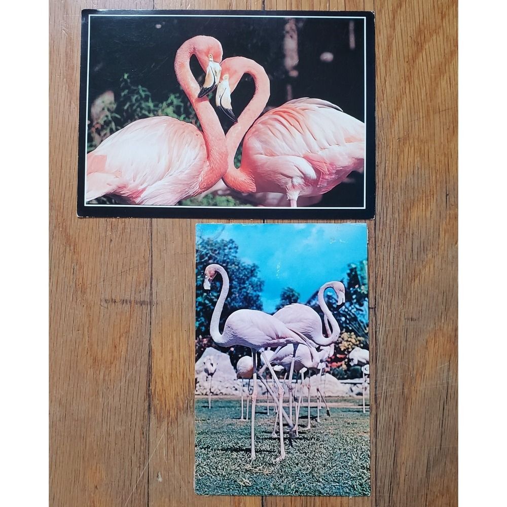 Vintage Flamingo postcard bundle two (2)